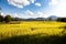 View of a golden rice field with blue sky and sun light