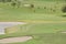 View of golf field
