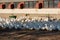 A view of a goose farm with a flock of birds near a building, in