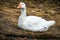 View of goose on river weed rock beside cree bridge in newton st