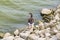 A view of a goose wadding down the shore of Boddington Reservoir, Northampton, UK