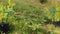 View of gooseberry bushes in plastic air pots on hill of private garden.