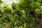 View of gorgeous green plants in greenhouse. Beautiful natural green backgrounds