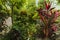 View of gorgeous green plants in greenhouse. Beautiful natural green backgrounds