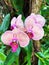 View of a gorgeous pink and red Orchid species