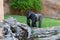 View of a gorilla walking in the zoo