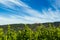 View of Gottweig Abbey from vineyards, Lower Austria