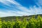 View of Gottweig Abbey from vineyards, Lower Austria