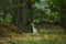 View at the graceful great egret bird, walking in the forest in its natural habitat