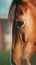 view Graceful horse closeup, immersed in the natural splendor of landscapes