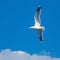 view Graceful seagull gliding effortlessly through expansive blue sky