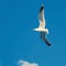 view Graceful seagull gliding effortlessly through expansive blue sky