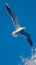 view Graceful seagull gliding effortlessly through expansive blue sky