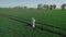 View of a grain field, a farm worker in a protective suit conducts a crop test