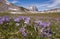 View of Gran Sasso massif in the spring season. Focus on the crocus vernus flowers
