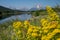 VIew of the Grand Tetons mountains as seen from Oxbow Bend, with defocused Elmleaf Goldenrods flowers in foreground