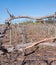 View of Grape Vines Through Canes.