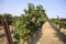 View of grapevines growing on a farm with a clear blue sky background