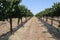 View of grapevines growing on a farm with a clear blue sky background