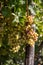 View of grapevines with ripe grapes in autumn in Freyburg / Unstrut