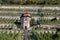 view of grapevines with ripe grapes in autumn in Freyburg / Unstrut