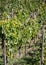 view of grapevines with ripe grapes in autumn in Freyburg / Unstrut