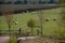 View on a grass area with some white sheeps feeding grass in niederlangen emsland germany