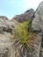 a view of grass live on stone