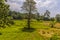 A view of a grasslands close to  the station at Yatiwaldeniya on the Kandy to Colombo main line railway in Sri Lanka, Asia