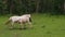 View of a gray foal sucking mare\'s milk in the meadow, against the background of a green meadow