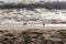 View of the gray plover on the beach