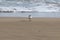 View of the gray plover on the beach