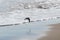 View of the gray plover on the beach