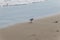 View of the gray plover on the beach
