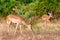 View of grazing antelope. Safari Tsavo Park in Kenya - Africa