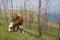 View of a grazing cow on the steep shore of Lake Baikal on Olkhon Island on a summer clear day