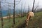 View of a grazing cow on the steep shore of Lake Baikal on Olkhon Island on a summer clear day