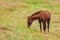 View of a grazing foal in the green mountains. Tusheti, Georgia