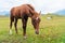 View of a grazing foal in the green mountains. Tusheti, Georgia