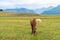 View of a grazing foal in the green mountains. Tusheti, Georgia