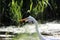 A view of a Great White Egret