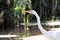 A view of a Great White Egret