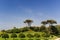 View of the green area of the hotel trees figuratively trimmed, blue sky