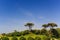 View of the green area of the hotel trees figuratively trimmed, blue sky