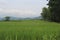 a view of the green expanse of rice fields