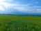 the view of the green expanse of rice fields and the blue sky