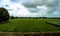 View of Green Farmland from running train in India