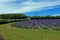 A view of the green fields and rows of Lavender bushes in the Kent countryside