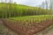 view of green forest with rows of newly planted trees