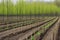 view of green forest with rows of newly planted trees